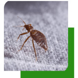 Bed Bugs Control Adelaide