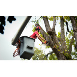 Naptown Tree Service