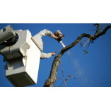 Jeff City Tree Service