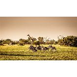 Spirit City Wildlife Experts