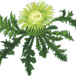 N.U. Agrar GmbH logo