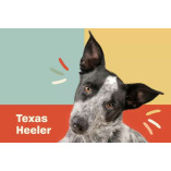 Texas Heeler