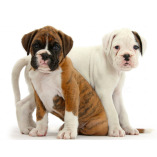 Boxer Puppies For Sale