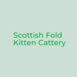 Scottish Fold Kitten Cattery