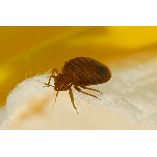 Panther Bed Bugs Control Brisbane