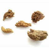 What Does Fossilized Poop Look Like