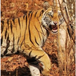 Tiger Safari Tadoba