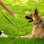 Boulder Dog Training Canine Soul Companions, LLC