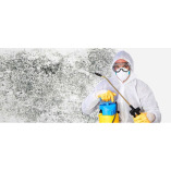 Phoenix Mold Removal - Mold Testing & Remediation