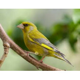 The Green Finch & Co