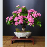 SVAN Garten und Bonsai logo