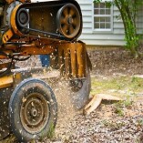 Tree Surgeons of Kalamazoo