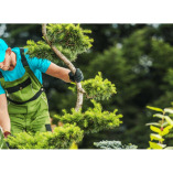 Tree Care St Lucie