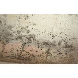 Mold Experts of Houston