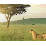 African Safaris and Holidays