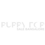 Puppy for sale Bangalore