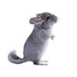 Chinchilla Care