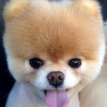 BOO Pomeranian