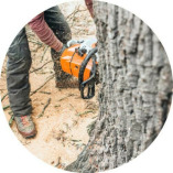 Tree Service Kingman AZ