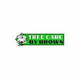 Tree Service in Meza AZ