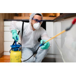 The Green Termite Removal Experts