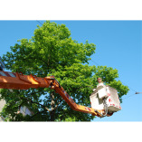 Southern Maryland Tree Service