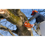 Roswell Tree Services Co