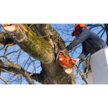 Heart of Georgia Tree Removal Solutions