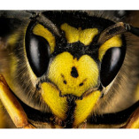 Bee and Wasp Removal Adelaide