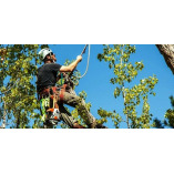 Carol Chevelon Lawn & Tree Service