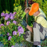 Garden Maintenance Penge