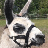 Lama Zentrum Berlin-Brandenburg GmbH logo