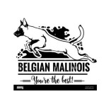 GINGER BELGIAN MALINOIS PUPPIES