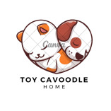 Toy Cavoodle Home