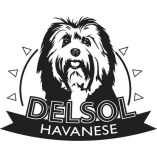 DelSol Havanese