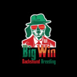 Big Win Dachshund Breeding LLC