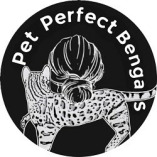 Pet Perfect Bengals