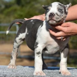 American Bully Farm