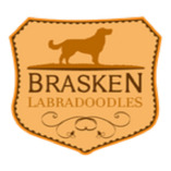 Brasken Labradoodles