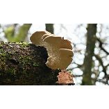 Four Corners Tree Service