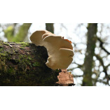 Vantucky Tree Service