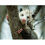 Frontline Possum Removal Sydney