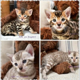 Belle Ami Bengals