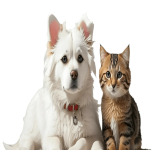 Cats And Dogs Wishlist