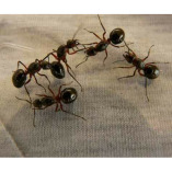 Ants Control Adelaide