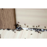 Rocket City Termite Removal Experts