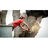 Kansas Tree Service