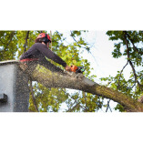 Chilltown Tree Service