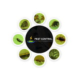 Pest Control Chatswood