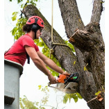 The Great Neighbors Tree Service